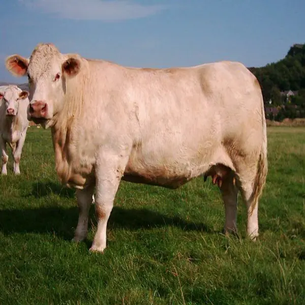 Charolais