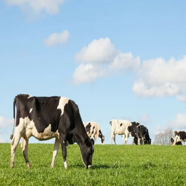 Holstein
