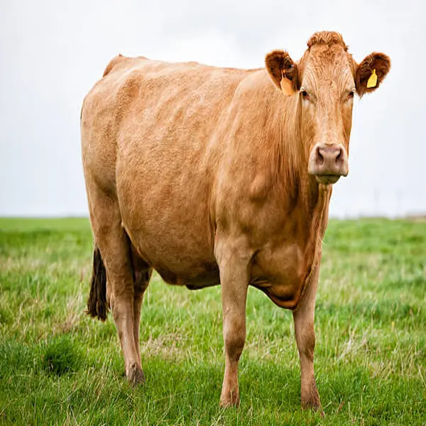 Limousin