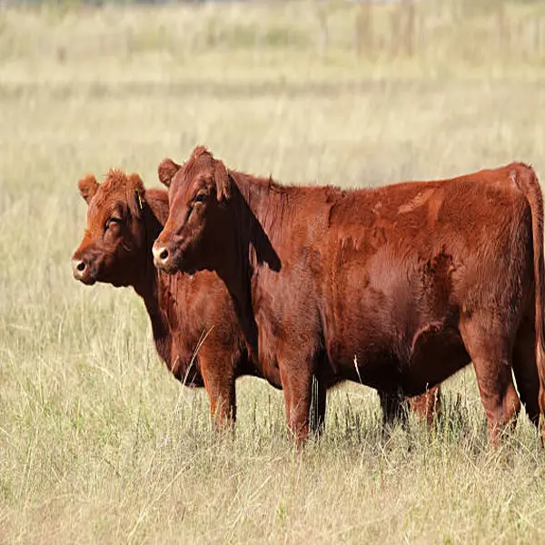 Red Angus