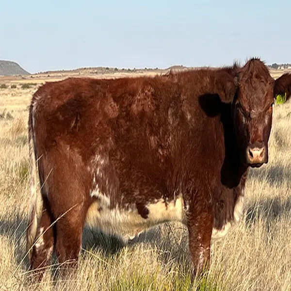 Shorthorn