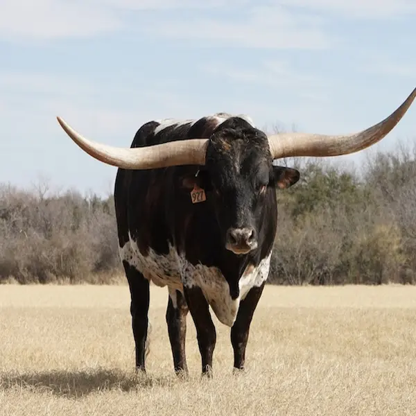 Texas Longhorn