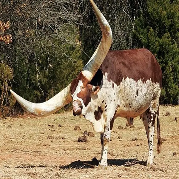 Watusi