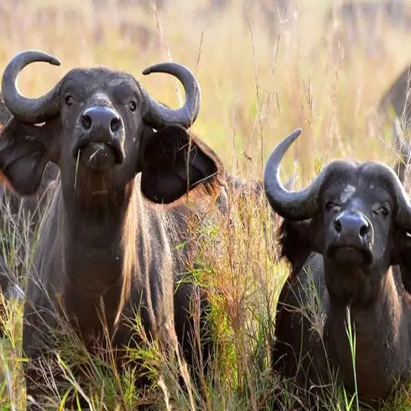 Cape buffalo