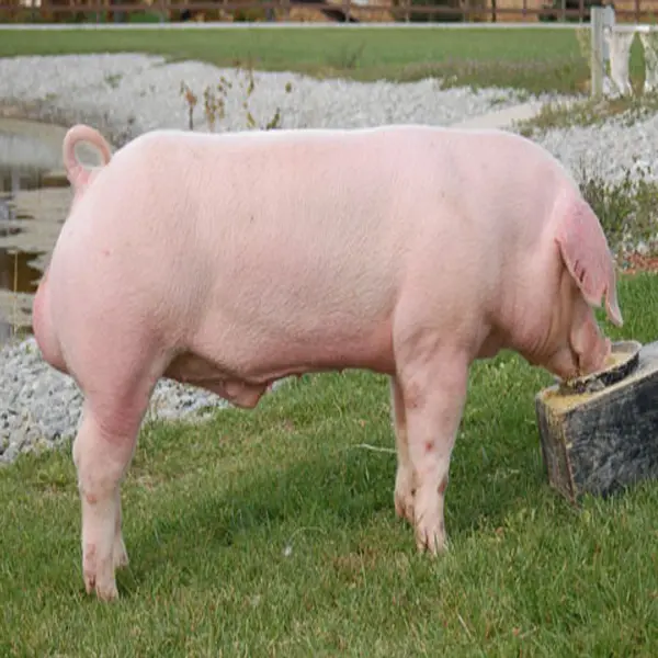 Landrace