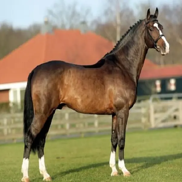 dutch warmblood