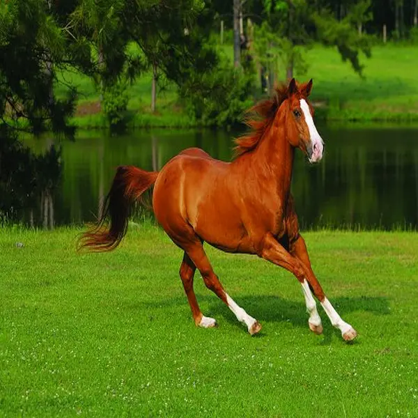 American Quarter Horse