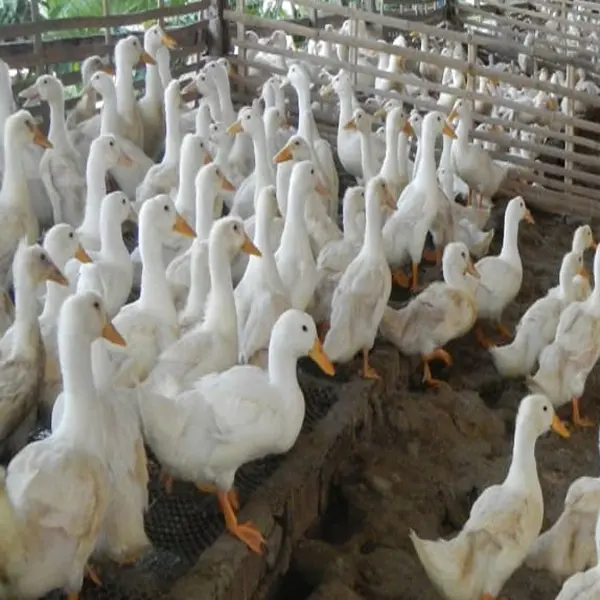 Duck