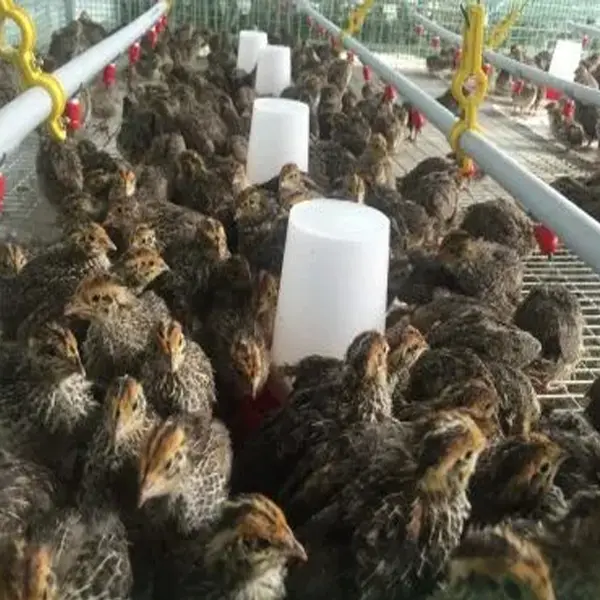 Quail