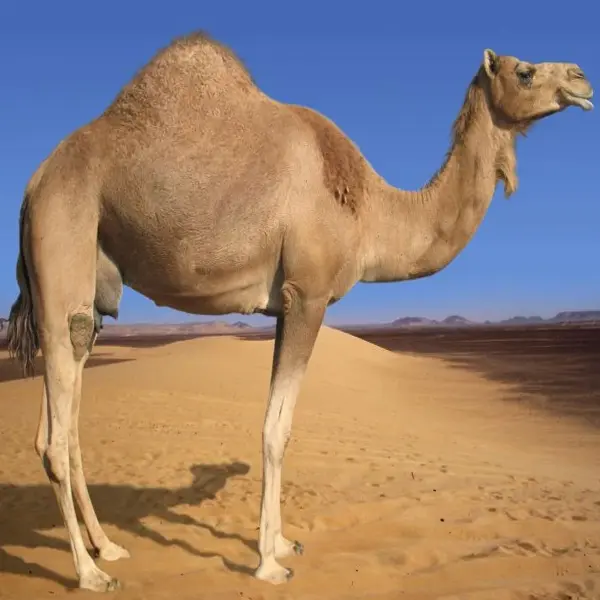 Dromedary camel