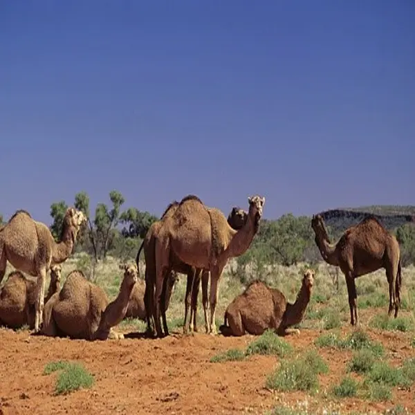 Australian feral camels