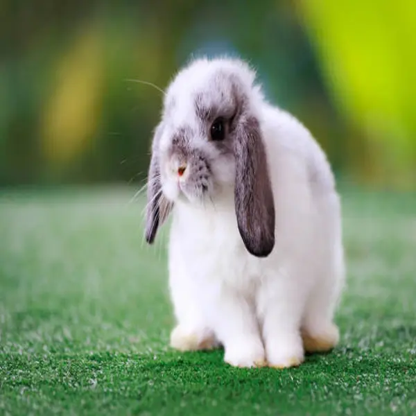 Mini Lop
