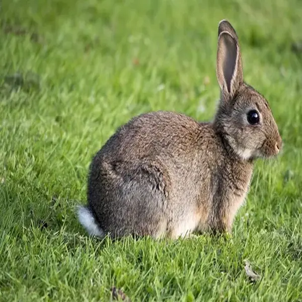 European rabbit