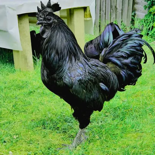 Ayam Cemani