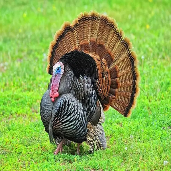 Domestic turkey