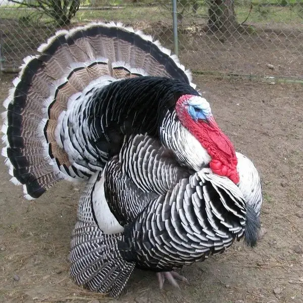 Narragansett turkey