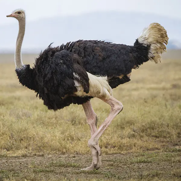 Common ostrich