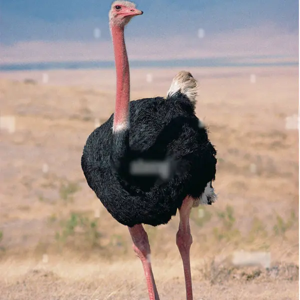 Red-Necked Ostrich
