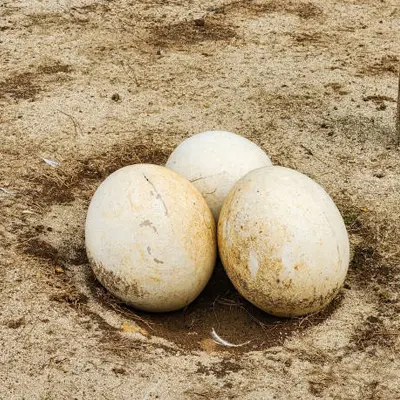 Ostrich Eggs