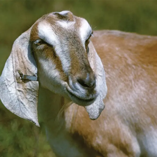 American Lamancha