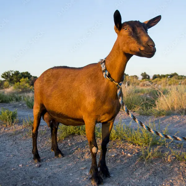 Oberhasli Goat
