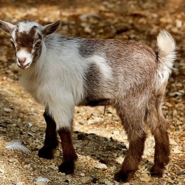 Pygmy Goat