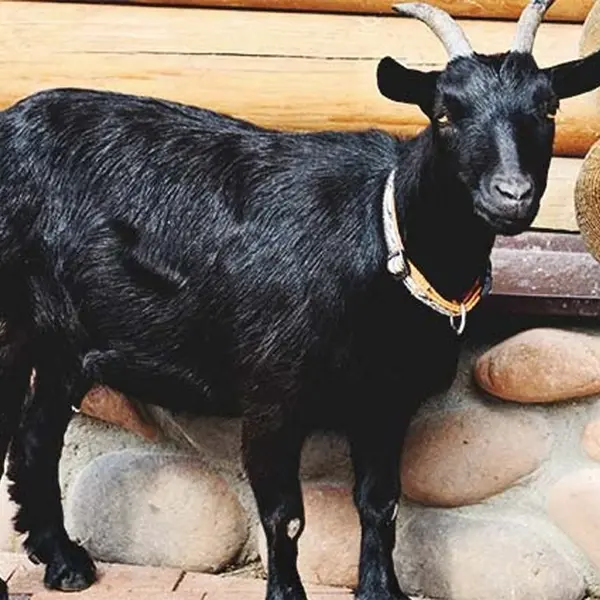 Black Bengal Goat