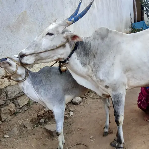 Hallikar Cattle