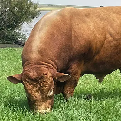 Limousin cattle