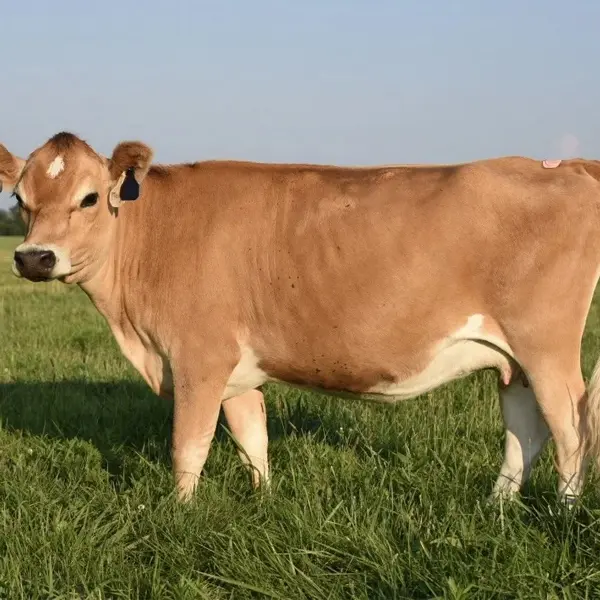 Jersey Cattle