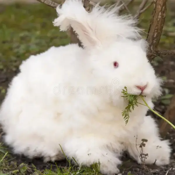 Angora Rabbit