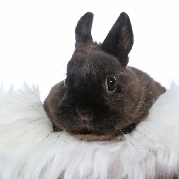 Polish Rabbit