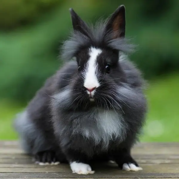 Lionhead Rabbit
