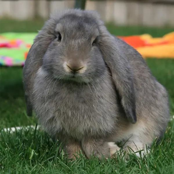 French Lop Rabbits