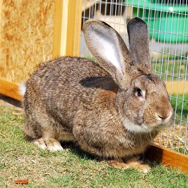 Flemish Giant