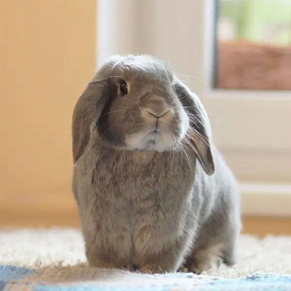 Cashmere Lop Rabbit