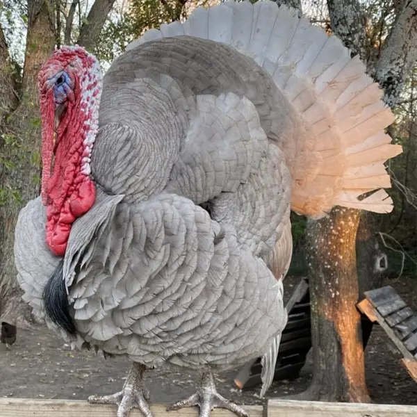 Slate Turkey