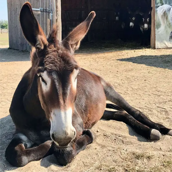 Catalan Donkey