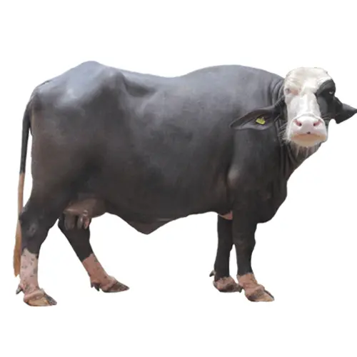 Nili-Ravi Buffalo
